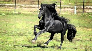 WORLD FAMOUS FRIESIAN STALLION [upl. by Lance883]