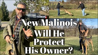 New Malinois  Will He Protect His Owner [upl. by Weinstock]