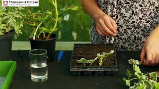 How to Take Geranium Cuttings [upl. by Skinner]