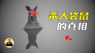 袋鼠：澳大利亚打架狂魔！四肢发达、心机深重，还要代替牛羊作家畜？ [upl. by Nnairrek]