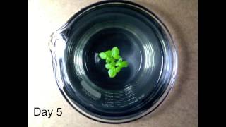 Timelapse Video of Duckweed Growth [upl. by Adriene]