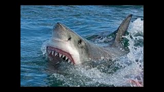 La vie des requins documentaire HD complet en français  YouTube HD documentary Channel [upl. by Leterg]