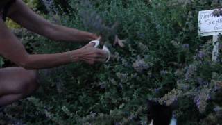 How to Deadhead Nepeta Catmint [upl. by Ravilob]