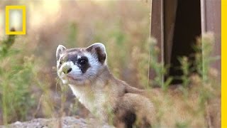 Releasing Ferrets Into Their Prairie Home  National Geographic [upl. by Violante]