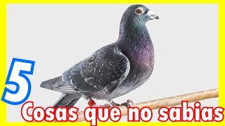 5 CURIOSIDADES SOBRE LAS PALOMAS [upl. by Olen]