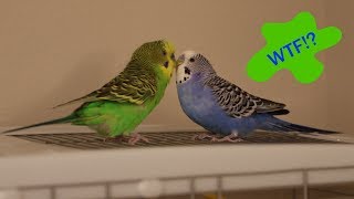 Crazy Talking Parakeets Play Atop The Cage [upl. by Chang976]