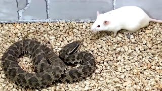 Snake attack rat Snake venom experiment [upl. by Bucella]