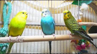 35 Hr Help Quiet Parakeets Sing by Playing This Budgies Chirping Help Depressed lonely sad Birds [upl. by Jann950]