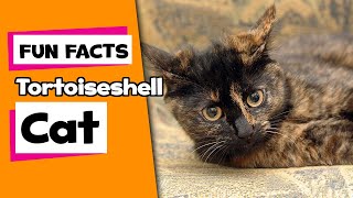 Fun Facts about Tortoiseshell Cat Tortie Cat Personality  2021  UncleWileyCo [upl. by Rives895]