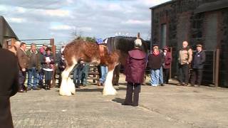 N Irelands Clydesdale Stallion Parade [upl. by Carita]