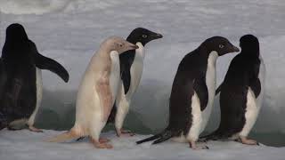 Adelie Penguins in Antarctica 2014 [upl. by Eeralav278]