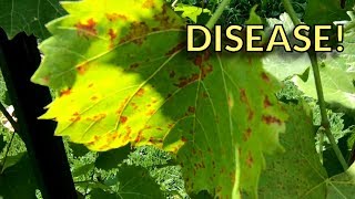 A Close Look at Downy and Powdery Mildew on Grapes [upl. by Sharline621]