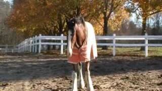 Hallamore Clydesdale Horses in Lakeville MA [upl. by Hovey]