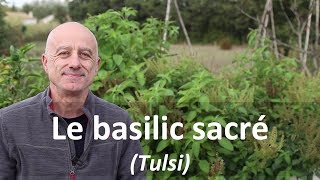 Basilic sacré tulsi [upl. by Bui]