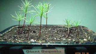 Giant Sequoia Time Lapse [upl. by Casi]