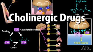 Cholinergic Drugs  Pharmacology Animation [upl. by Ennayram]