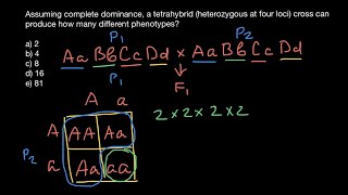 Tetrahybrid cross explained [upl. by Izzy]