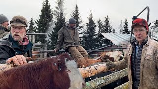 Beach to Homestead  Otto’s Fall Cattle Roundup [upl. by Ailsa]