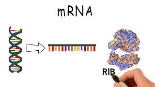 What are RNA mRNA and tRNA [upl. by Odnalra]