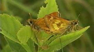 Skipper Hesperiidae Butterflies  Narrated Introduction [upl. by Salomon]