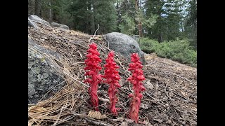 Sarcodes sanguinea snow plant [upl. by Metah135]