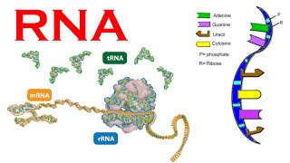 RNA structure and synthesis and types [upl. by Gant89]