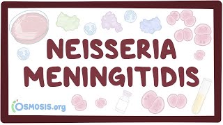 Neisseria meningitidis  an Osmosis Preview [upl. by Durstin]