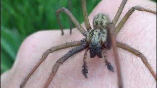 Handling a giant house spider Tegenaria duellica [upl. by Eeslek]