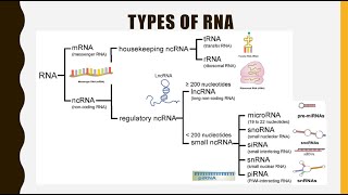 Structure Function and Types of RNA mRNA tRNA rRNAlncRNA miRNA siRNA snoRNA snRNA piRNA [upl. by Etteuqaj]