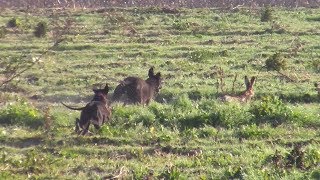 Cacería De Liebre Con galgos Galgo vs Liebre y conejos  Temporada 2019 [upl. by Rhine]