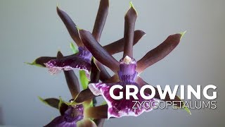 Growing Zygopetalums My Experience on How They Grow in My Environment  ORCHID CARE [upl. by Voss]