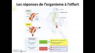 le fonctionnement de lorganisme lors dun effort musculaire [upl. by Lyman351]