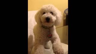 My Bichon Poodle talks [upl. by Winou]