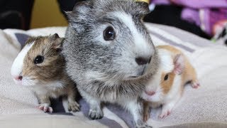 Meerschweinchen Babys von Trüffel  Die Meeries [upl. by Arihppas]