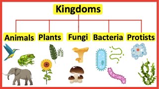 5 Kingdoms  Animals plants fungi bacteria amp protists [upl. by Trinl]