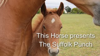 The Suffolk Punch Horse [upl. by Yendor]