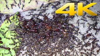 4K  African Army Ants worlds greatest raid [upl. by Galitea]