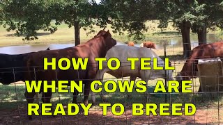 How To Tell When Cows Are Ready To Breed [upl. by Herwig]