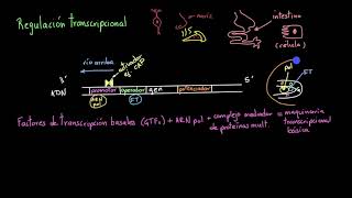 Regulación de la transcripción  Khan Academy en Español [upl. by Fonz954]