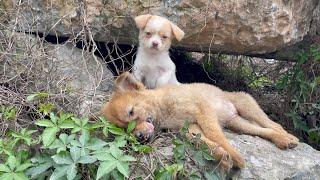 The cry for help of two dogs abandoned by their cruel owner on the side of the road and I saved them [upl. by Hite]