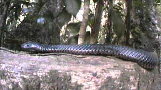 Deadly Australians The Redbellied Black Snake [upl. by Adiahs]