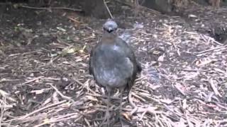 Lyrebird performs at Healesville Sanctuary [upl. by Colyer]