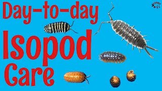 How to Care for Isopods DaytoDay [upl. by Panthia58]