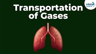 Transportation of Gases  Dont Memorise [upl. by Acissehc]