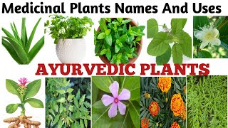 Medicinal Plants And their Uses 20 Ayurvedic Plants Name Medicinal Herbs You Can GrowPlants [upl. by Narcis485]