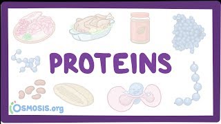 Proteins [upl. by Kcirdek360]