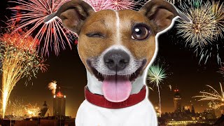 Sound Of Fireworks For Dogs [upl. by Anirdua]