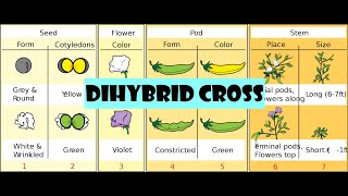 Dihybrid cross [upl. by Einhoj]