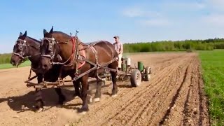 Farming with Horses Planting Corn Field [upl. by Ggerc659]