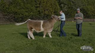 Showmanship The Right Way to Set Up A Calf [upl. by Ynned]